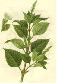 叶苏子的功效与作用